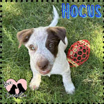 adopt-pet