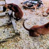 Thumbnail photo of The girl Jiva #4