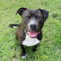 Thumbnail photo of Cabbage #2