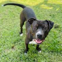 Thumbnail photo of Cabbage #3