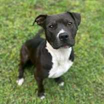 Thumbnail photo of Cabbage #4