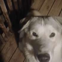 Thumbnail photo of Louie #3