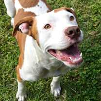 Thumbnail photo of Harley #1