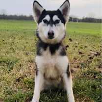 Thumbnail photo of Willow #1