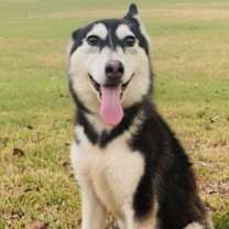 Thumbnail photo of Willow #2