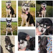 Thumbnail photo of Willow #3