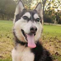 Thumbnail photo of Willow #4