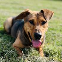 Thumbnail photo of Baba Ganoush #1