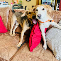 Thumbnail photo of Baba Ganoush #2