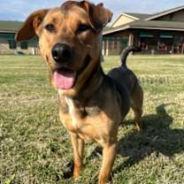 Thumbnail photo of Baba Ganoush #3