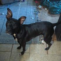 Thumbnail photo of Ditto #1