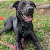 adopt-pet