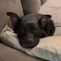 Thumbnail photo of Ditto #2