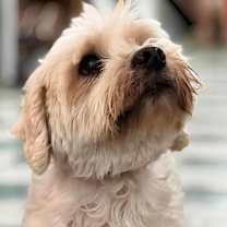 Thumbnail photo of Pickleball #3