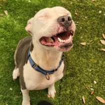 Thumbnail photo of Venus #2