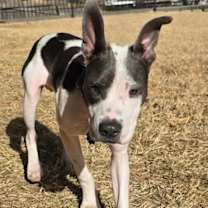 Thumbnail photo of Theo #2