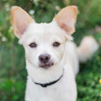 adopt-pet