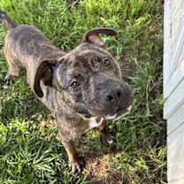 Thumbnail photo of Tango #1