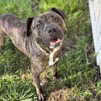 Thumbnail photo of Tango #3