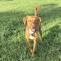 Thumbnail photo of Rosie #1