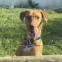 Thumbnail photo of Rosie #3