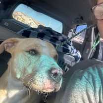 Thumbnail photo of SIMBA #3