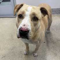 Thumbnail photo of SIMBA #4