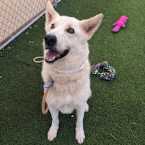 adopt-pet