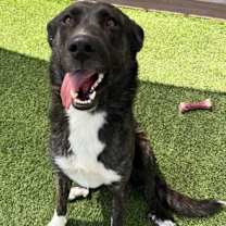 Thumbnail photo of COSMO #1