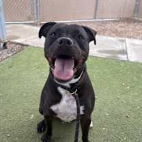 adopt-pet