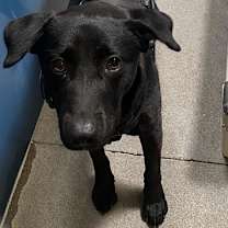 adopt-pet