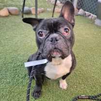 adopt-pet