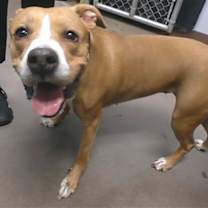 adopt-pet
