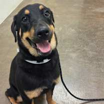 adopt-pet