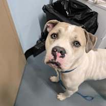 adopt-pet