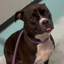 Thumbnail photo of Jiggy Aka Rocker #1