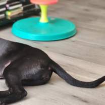 Thumbnail photo of Tinkerbell #1