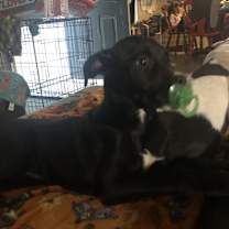 Thumbnail photo of Tinkerbell #2