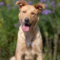 adopt-pet