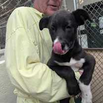 adopt a pet