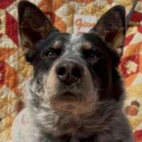 adopt-pet