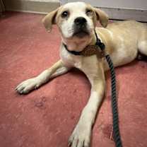 adopt-pet