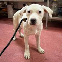 adopt-pet
