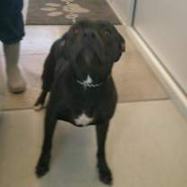 adopt-pet