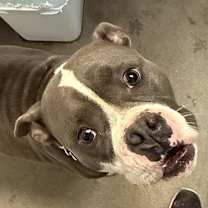 adopt-pet