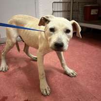 adopt-pet