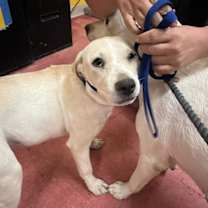 adopt-pet