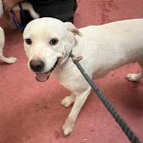 adopt-pet