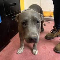 adopt-pet