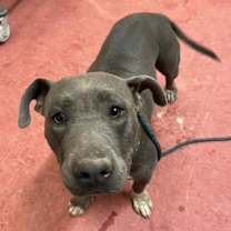 adopt-pet